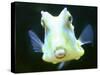 The Lactoria Cornuta, or Cow Fish-null-Stretched Canvas