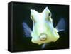 The Lactoria Cornuta, or Cow Fish-null-Framed Stretched Canvas