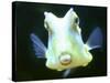 The Lactoria Cornuta, or Cow Fish-null-Stretched Canvas