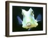 The Lactoria Cornuta, or Cow Fish-null-Framed Premium Photographic Print