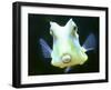 The Lactoria Cornuta, or Cow Fish-null-Framed Premium Photographic Print