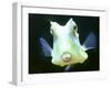 The Lactoria Cornuta, or Cow Fish-null-Framed Premium Photographic Print