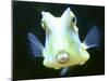 The Lactoria Cornuta, or Cow Fish-null-Mounted Premium Photographic Print