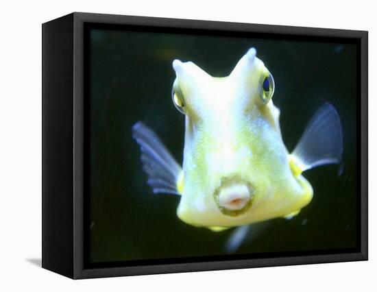 The Lactoria Cornuta, or Cow Fish-null-Framed Stretched Canvas