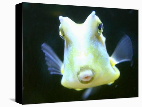 The Lactoria Cornuta, or Cow Fish-null-Stretched Canvas