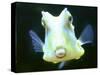 The Lactoria Cornuta, or Cow Fish-null-Stretched Canvas