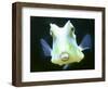 The Lactoria Cornuta, or Cow Fish-null-Framed Photographic Print