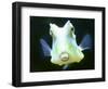 The Lactoria Cornuta, or Cow Fish-null-Framed Photographic Print