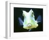 The Lactoria Cornuta, or Cow Fish-null-Framed Photographic Print