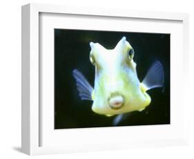 The Lactoria Cornuta, or Cow Fish-null-Framed Photographic Print