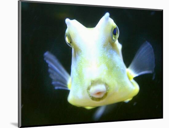 The Lactoria Cornuta, or Cow Fish-null-Mounted Photographic Print