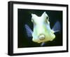 The Lactoria Cornuta, or Cow Fish-null-Framed Photographic Print