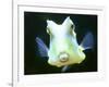 The Lactoria Cornuta, or Cow Fish-null-Framed Photographic Print