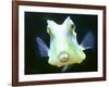 The Lactoria Cornuta, or Cow Fish-null-Framed Photographic Print