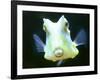 The Lactoria Cornuta, or Cow Fish-null-Framed Photographic Print