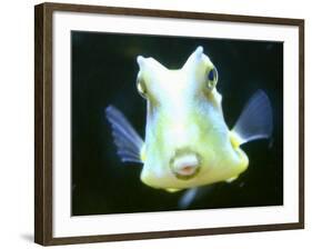 The Lactoria Cornuta, or Cow Fish-null-Framed Photographic Print