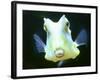 The Lactoria Cornuta, or Cow Fish-null-Framed Photographic Print