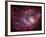 The Lagoon Nebula-Stocktrek Images-Framed Photographic Print