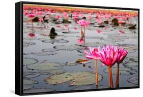 The Lake of Water Lily, Udonthani, Thailand-doraclub-Framed Stretched Canvas