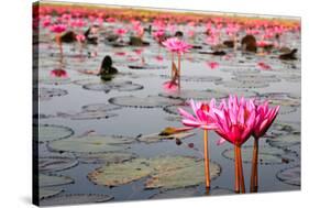 The Lake of Water Lily, Udonthani, Thailand-doraclub-Stretched Canvas