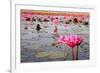 The Lake of Water Lily, Udonthani, Thailand-doraclub-Framed Photographic Print