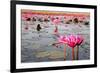 The Lake of Water Lily, Udonthani, Thailand-doraclub-Framed Photographic Print