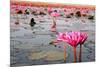 The Lake of Water Lily, Udonthani, Thailand-doraclub-Mounted Photographic Print