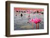 The Lake of Water Lily, Udonthani, Thailand-doraclub-Framed Photographic Print