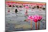 The Lake of Water Lily, Udonthani, Thailand-doraclub-Mounted Photographic Print