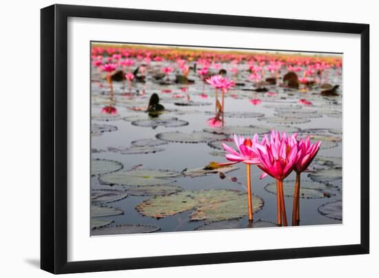 The Lake of Water Lily, Udonthani, Thailand-doraclub-Framed Photographic Print