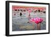 The Lake of Water Lily, Udonthani, Thailand-doraclub-Framed Photographic Print