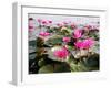 The Lake of Water Lily-doraclub-Framed Photographic Print