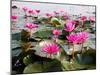 The Lake of Water Lily-doraclub-Mounted Photographic Print