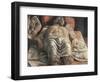 The Lamentation over the Dead Christ-Andrea Mantegna-Framed Art Print