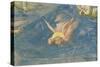 The Lamentation-Giotto di Bondone-Stretched Canvas