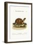 The Land-Tortoise from Carolina, 1749-73-George Edwards-Framed Giclee Print