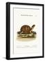 The Land-Tortoise from Carolina, 1749-73-George Edwards-Framed Giclee Print