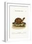 The Land-Tortoise from Carolina, 1749-73-George Edwards-Framed Giclee Print