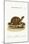 The Land-Tortoise from Carolina, 1749-73-George Edwards-Mounted Giclee Print