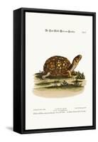 The Land-Tortoise from Carolina, 1749-73-George Edwards-Framed Stretched Canvas