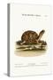 The Land-Tortoise from Carolina, 1749-73-George Edwards-Stretched Canvas