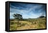 The Landscape of Chapada Dos Veadeiros National Park and the Jardim De Maitreya-Alex Saberi-Framed Stretched Canvas