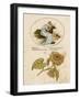 The Language and Meaning of Flowers Poster-Kate Greenaway-Framed Art Print