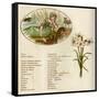 The Language and Meaning of Flowers-Kate Greenaway-Framed Stretched Canvas