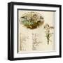 The Language and Meaning of Flowers-Kate Greenaway-Framed Art Print