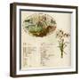 The Language and Meaning of Flowers-Kate Greenaway-Framed Art Print