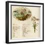 The Language and Meaning of Flowers-Kate Greenaway-Framed Art Print