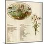 The Language and Meaning of Flowers-Kate Greenaway-Mounted Art Print