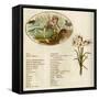 The Language and Meaning of Flowers-Kate Greenaway-Framed Stretched Canvas