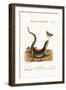 The Large Green and Spotted Lizard, 1749-73-George Edwards-Framed Giclee Print